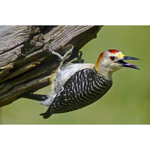 TX, McAllen Gold-fronted woodpecker on log Black Modern Wood Framed Art Print by Welling, Dave
