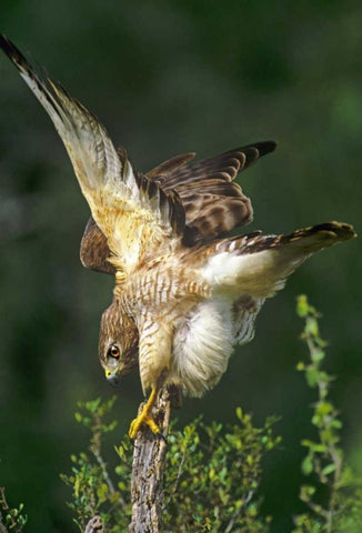TX, McAllen Wild red-shouldered hawk stretching White Modern Wood Framed Art Print with Double Matting by Welling, Dave