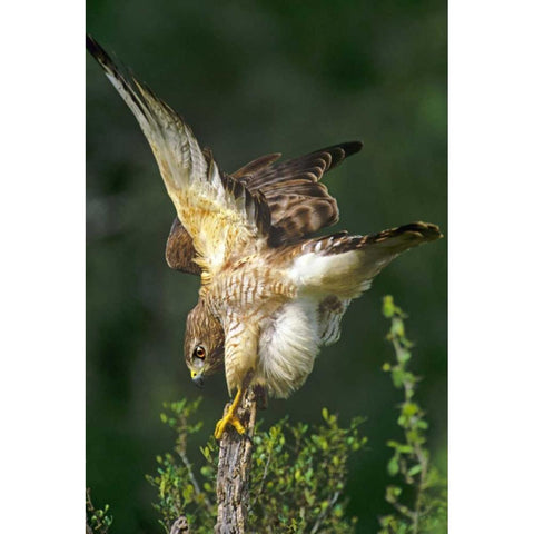TX, McAllen Wild red-shouldered hawk stretching Black Modern Wood Framed Art Print by Welling, Dave