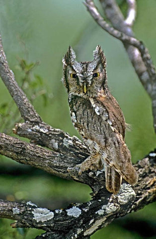 TX, McAllen Eastern screech owl perched Black Ornate Wood Framed Art Print with Double Matting by Welling, Dave