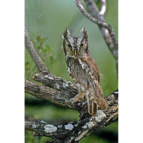 TX, McAllen Eastern screech owl perched Black Modern Wood Framed Art Print by Welling, Dave