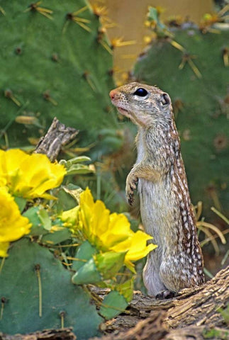 TX, McAllen Mexican ground squirrel by flowers White Modern Wood Framed Art Print with Double Matting by Welling, Dave