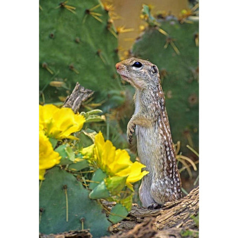 TX, McAllen Mexican ground squirrel by flowers Black Modern Wood Framed Art Print by Welling, Dave