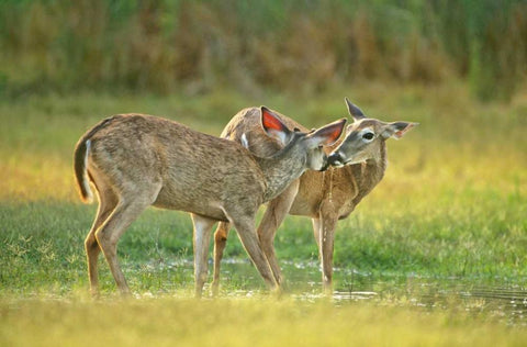 TX, McAllen Wild whitetail deer pair at a pond White Modern Wood Framed Art Print with Double Matting by Welling, Dave