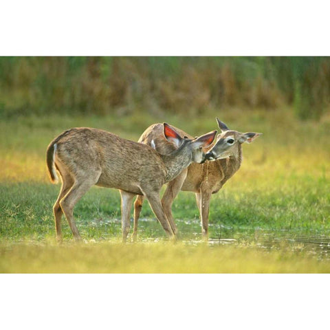 TX, McAllen Wild whitetail deer pair at a pond Black Modern Wood Framed Art Print by Welling, Dave