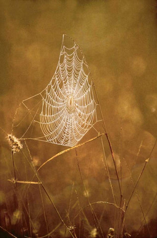 TX, Rio Grande Valley Backlit spider web White Modern Wood Framed Art Print with Double Matting by Welling, Dave