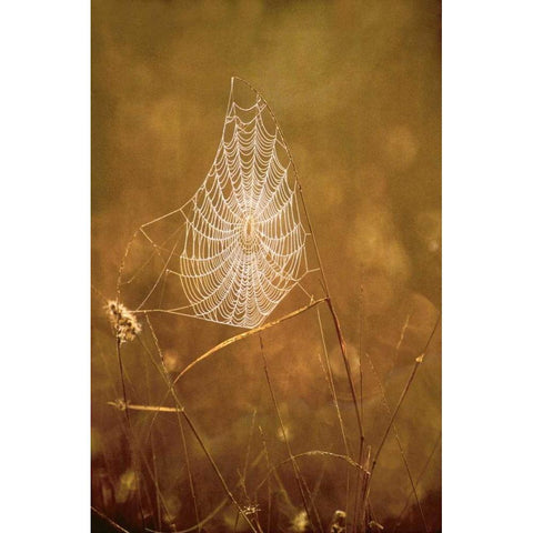 TX, Rio Grande Valley Backlit spider web White Modern Wood Framed Art Print by Welling, Dave