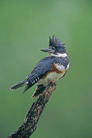 TX, McAllen Belted kingfisher female perched White Modern Wood Framed Art Print with Double Matting by Welling, Dave