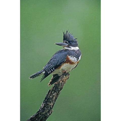 TX, McAllen Belted kingfisher female perched Black Modern Wood Framed Art Print by Welling, Dave