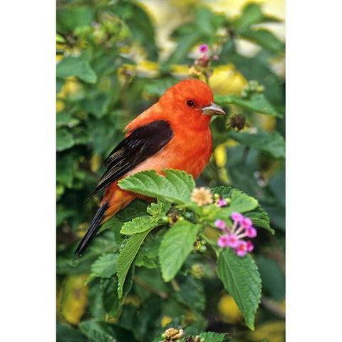 TX, South Padre Isl Scarlet tanager on lantana Black Modern Wood Framed Art Print by Welling, Dave