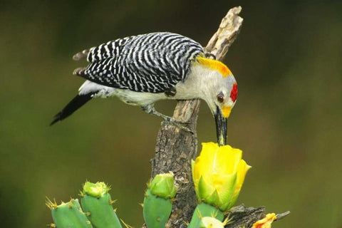 TX, McAllen Male gold-fronted woodpecker eats Black Ornate Wood Framed Art Print with Double Matting by Welling, Dave