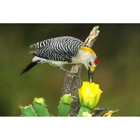 TX, McAllen Male gold-fronted woodpecker eats White Modern Wood Framed Art Print by Welling, Dave