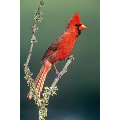 TX, McAllen Cardinal on lichen-covered branch Black Modern Wood Framed Art Print by Welling, Dave