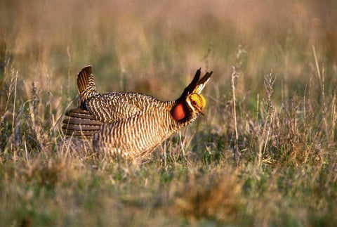 TX, Canadian Lesser prairie chicken male at lek White Modern Wood Framed Art Print with Double Matting by Welling, Dave