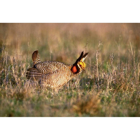 TX, Canadian Lesser prairie chicken male at lek Gold Ornate Wood Framed Art Print with Double Matting by Welling, Dave