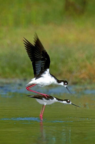 TX, McAllen Wild black-necked stilts mating White Modern Wood Framed Art Print with Double Matting by Welling, Dave