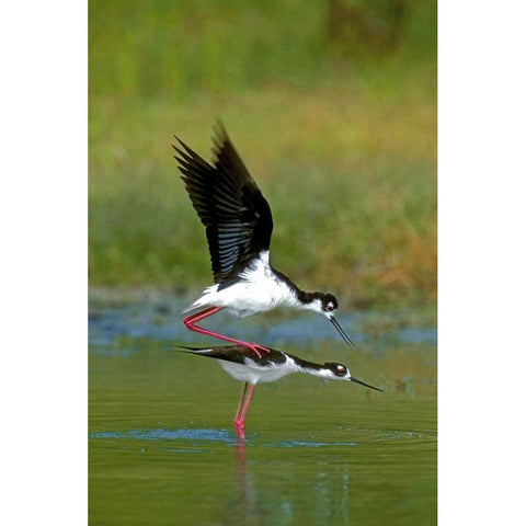 TX, McAllen Wild black-necked stilts mating Black Modern Wood Framed Art Print by Welling, Dave