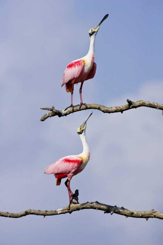 TX, High Island, Roseate spoonbill pair White Modern Wood Framed Art Print with Double Matting by Lord, Fred