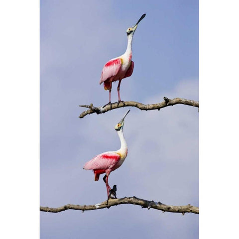TX, High Island, Roseate spoonbill pair White Modern Wood Framed Art Print by Lord, Fred