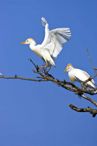 TX, High Island, Cattle egret pair in rookery White Modern Wood Framed Art Print with Double Matting by Lord, Fred