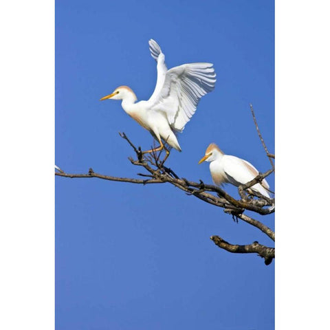 TX, High Island, Cattle egret pair in rookery Black Modern Wood Framed Art Print by Lord, Fred