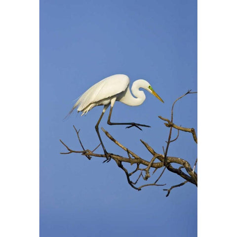 TX, High Island Great egret in breeding plumage Black Modern Wood Framed Art Print with Double Matting by Lord, Fred