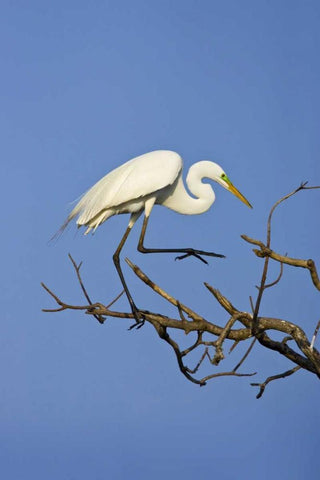 TX, High Island Great egret in breeding plumage Black Ornate Wood Framed Art Print with Double Matting by Lord, Fred