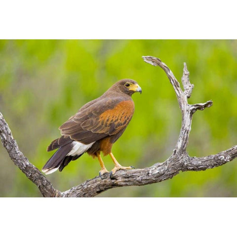 TX, Mission Harris hawk on branch Black Modern Wood Framed Art Print by Lord, Fred