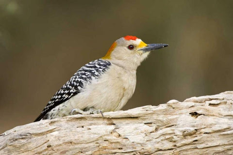 TX, Mission, Golden-fronted woodpecker on log White Modern Wood Framed Art Print with Double Matting by Lord, Fred