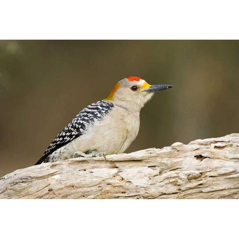 TX, Mission, Golden-fronted woodpecker on log Black Modern Wood Framed Art Print by Lord, Fred