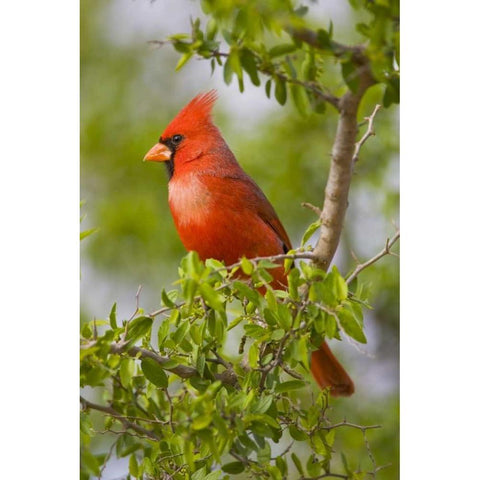 Texas, Mission, Northern cardinal perched in tree Black Modern Wood Framed Art Print by Lord, Fred