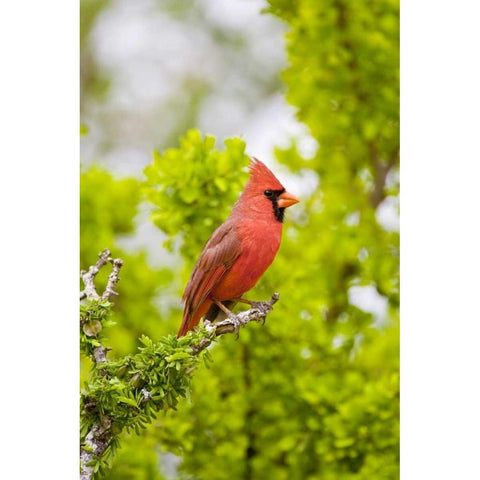 TX, Mission Northern cardinal perched in tree White Modern Wood Framed Art Print by Lord, Fred