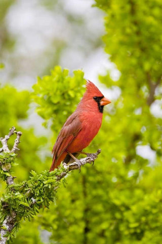 TX, Mission Northern cardinal perched in tree Black Ornate Wood Framed Art Print with Double Matting by Lord, Fred