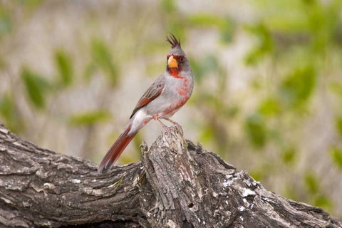 TX, Mission, Male pyrrhuloxia bird on log Black Ornate Wood Framed Art Print with Double Matting by Lord, Fred