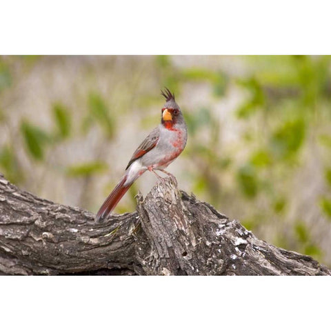 TX, Mission, Male pyrrhuloxia bird on log Black Modern Wood Framed Art Print with Double Matting by Lord, Fred