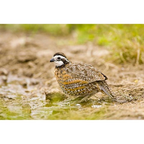 TX, Mission, Male northern bobwhite Black Modern Wood Framed Art Print with Double Matting by Lord, Fred