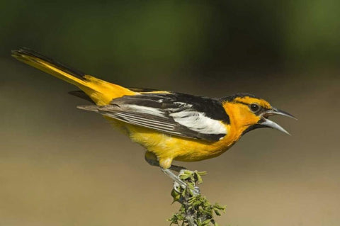 TX Bullocks oriole male in breeding plumage White Modern Wood Framed Art Print with Double Matting by Welling, Dave