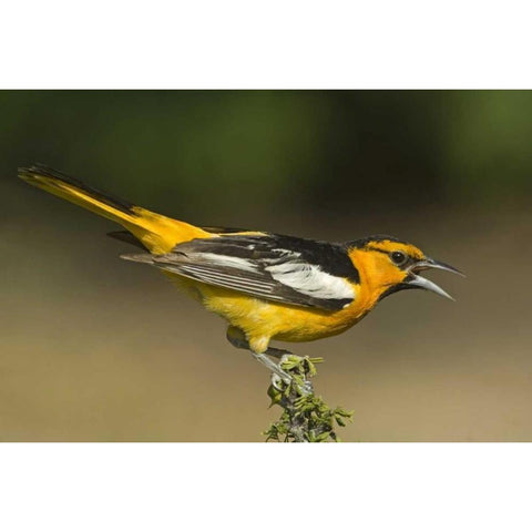 TX Bullocks oriole male in breeding plumage White Modern Wood Framed Art Print by Welling, Dave