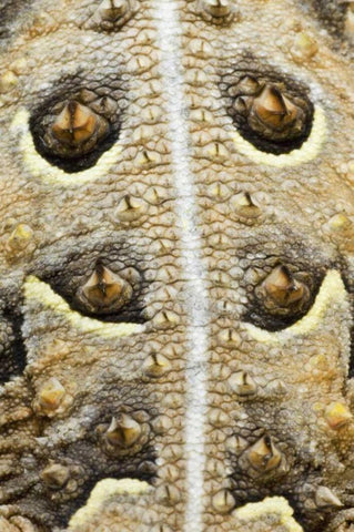 Texas, Rio Grande Valley Back of horned lizard White Modern Wood Framed Art Print with Double Matting by Welling, Dave