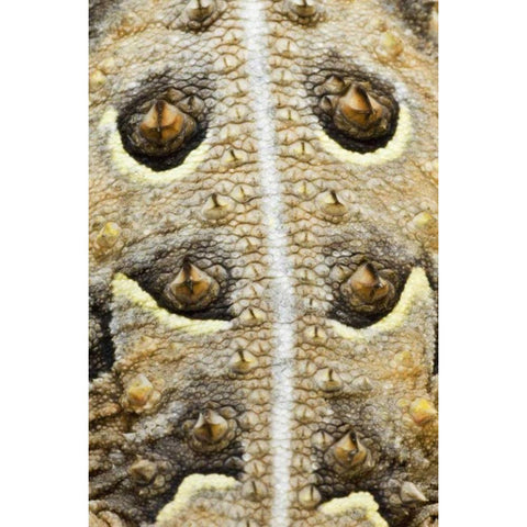 Texas, Rio Grande Valley Back of horned lizard Black Modern Wood Framed Art Print with Double Matting by Welling, Dave