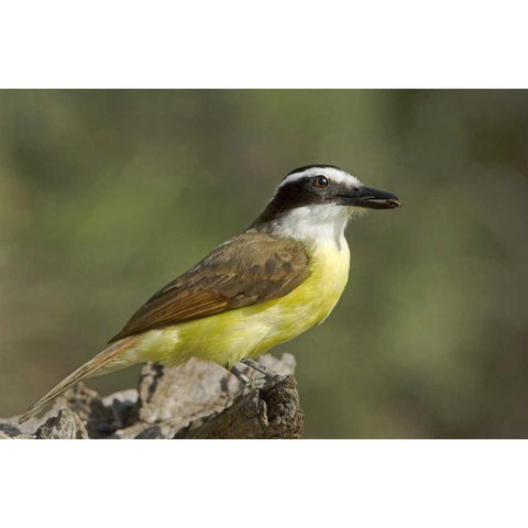 TX, Great kiskadee holding insect in its beak Black Modern Wood Framed Art Print by Welling, Dave