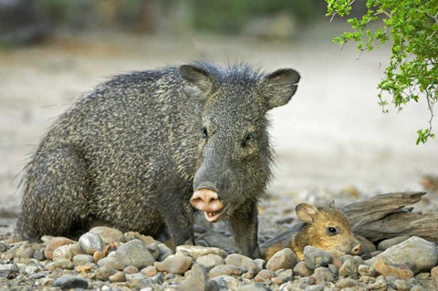 TX, Rio Grande Valley Javelinas amid rocks Black Ornate Wood Framed Art Print with Double Matting by Welling, Dave