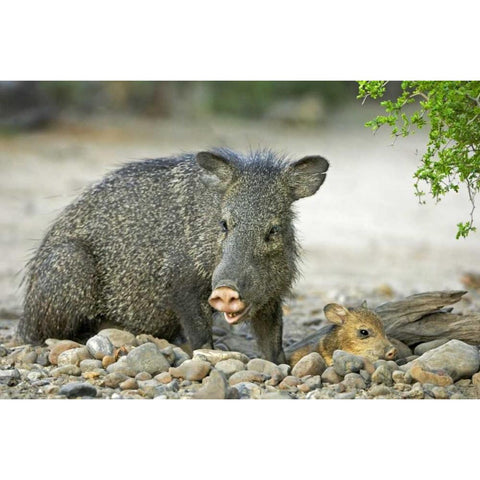 TX, Rio Grande Valley Javelinas amid rocks Black Modern Wood Framed Art Print by Welling, Dave