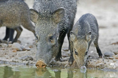 TX, Javelina adult and juvenile drinking at water White Modern Wood Framed Art Print with Double Matting by Welling, Dave