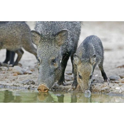 TX, Javelina adult and juvenile drinking at water White Modern Wood Framed Art Print by Welling, Dave