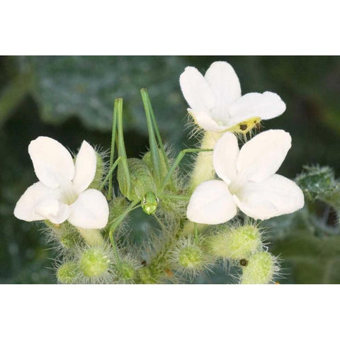 TX, Katydid nymph on flowering Texas bull nettle Gold Ornate Wood Framed Art Print with Double Matting by Welling, Dave