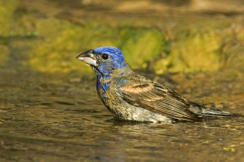 Texas, Rio Grande Valley Blue grosbeak bathing White Modern Wood Framed Art Print with Double Matting by Welling, Dave