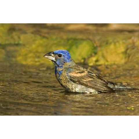 Texas, Rio Grande Valley Blue grosbeak bathing Black Modern Wood Framed Art Print by Welling, Dave