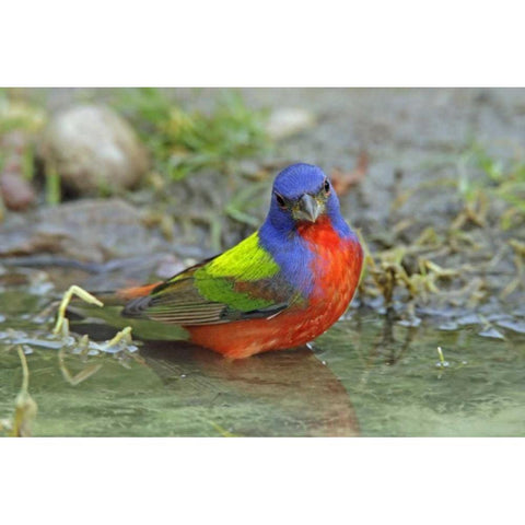 Texas, McMullen Co Painted bunting male bathing Black Modern Wood Framed Art Print by Illg, Cathy and Gordon