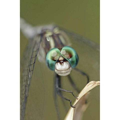 Texas, McMullen County Dragonflys head Black Modern Wood Framed Art Print with Double Matting by Illg, Cathy and Gordon